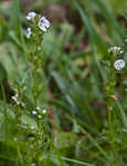 Thymeleaf speedwell